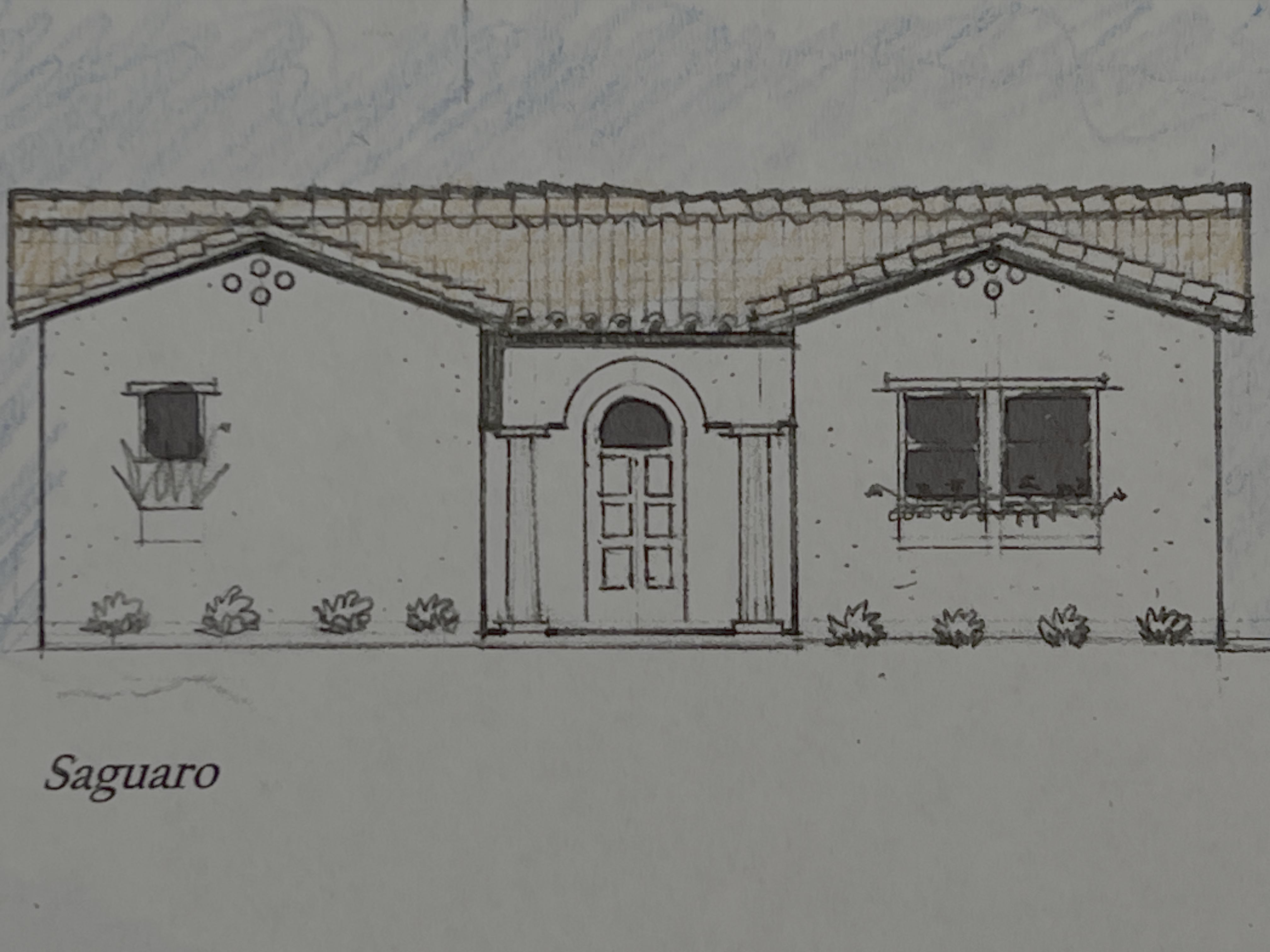 Desert Architect Saguaro Original Drawing